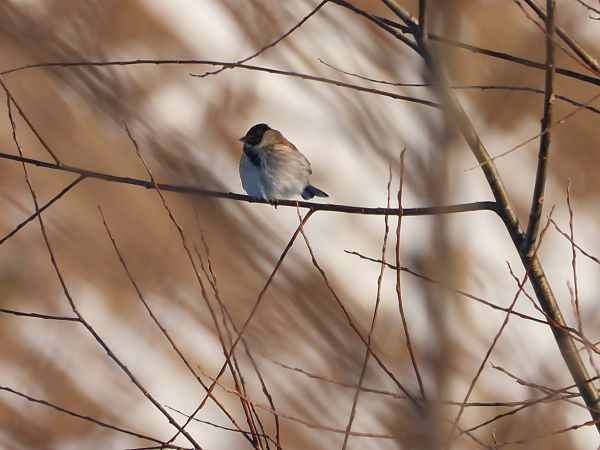 potrzos  - Sławomir Karpicki