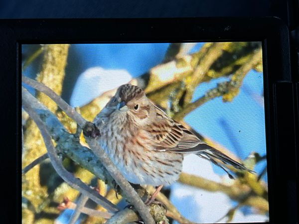 trznadel białogłowy  - Sławomir Karpicki