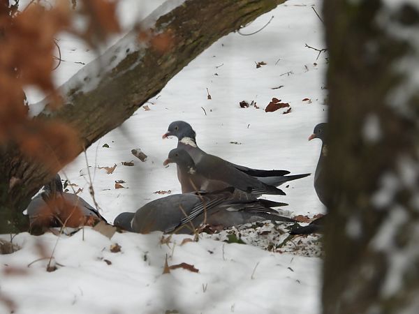 grzywacz  - Sławomir Karpicki