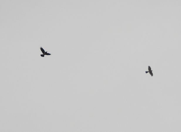 krogulec  - Sławomir Karpicki