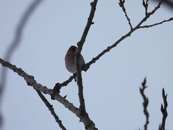 zięba  - Sławomir Karpicki