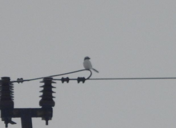 srokosz  - Sławomir Karpicki