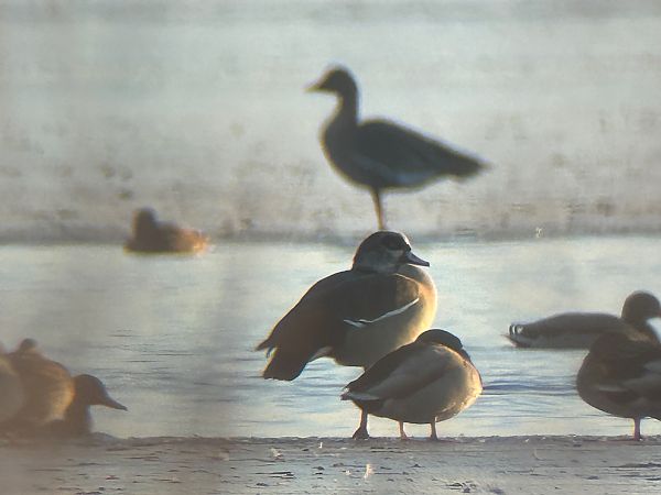 gęsiówka egipska  - Sławomir Karpicki