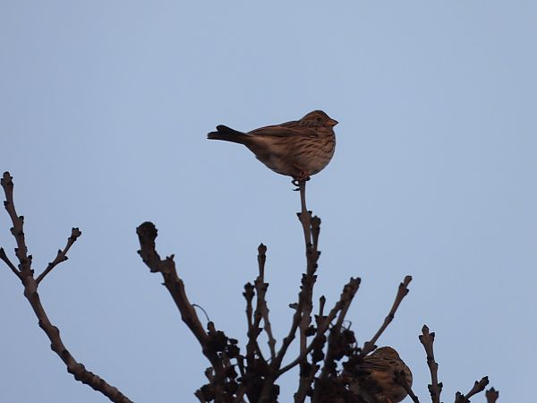 potrzeszcz  - Sławomir Karpicki