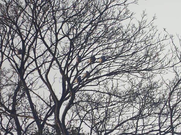 siniak  - Sławomir Karpicki