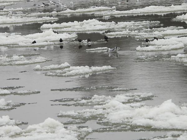 szpak  - Sławomir Karpicki