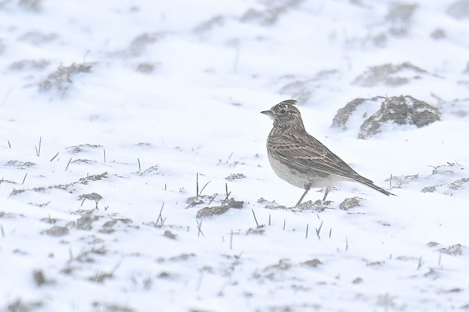 skowronek  - Daniel Stasiowski