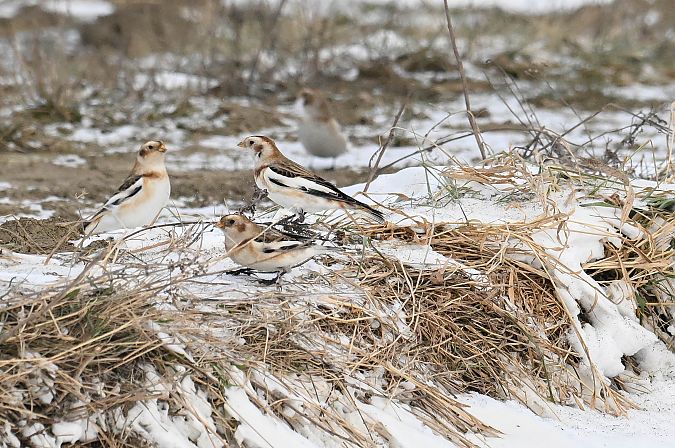 śnieguła  - Daniel Stasiowski