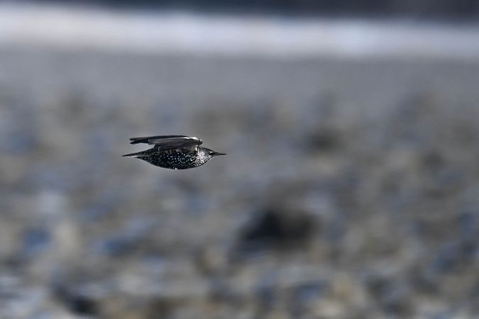 szpak  - Daniel Stasiowski