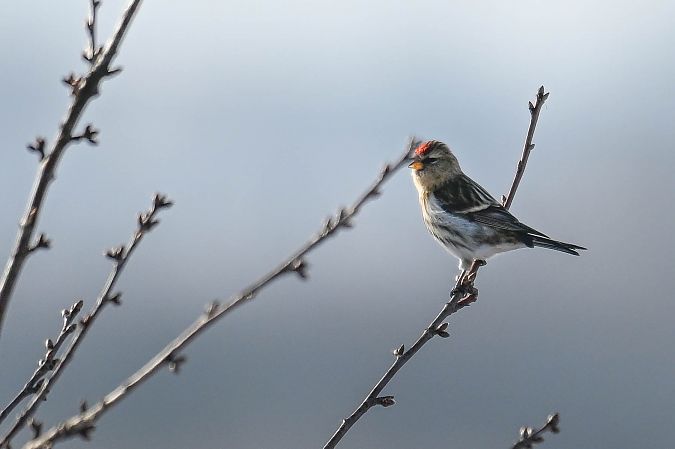 Taigabirkenzeisig  - Daniel Stasiowski