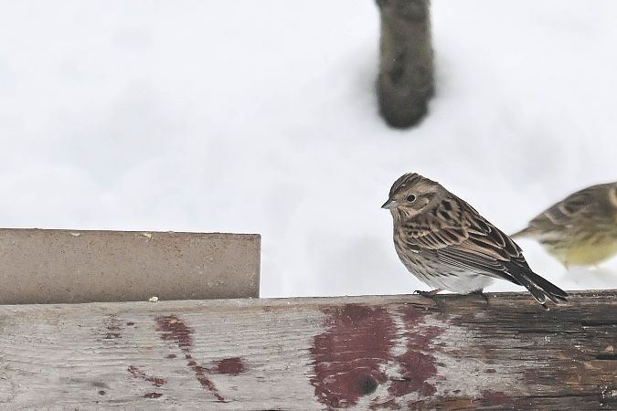 trznadel białogłowy  - Daniel Stasiowski
