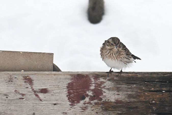 trznadel białogłowy  - Daniel Stasiowski