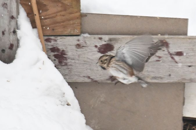 trznadel białogłowy  - Daniel Stasiowski