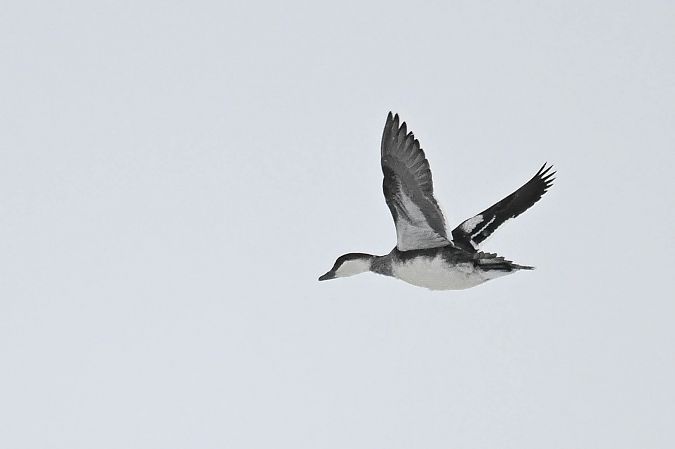 bielaczek  - Daniel Stasiowski