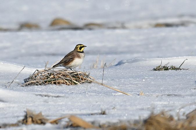 górniczek  - Daniel Stasiowski