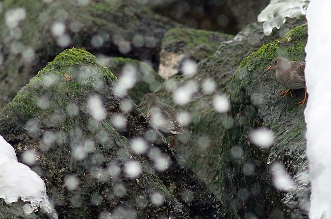 biegus morski  - Andrzej Szuksztul