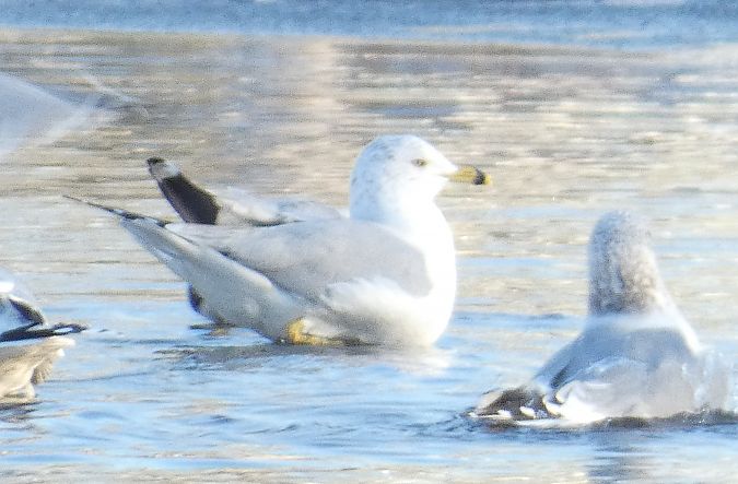 mewa delawarska  - Adam Pyzik