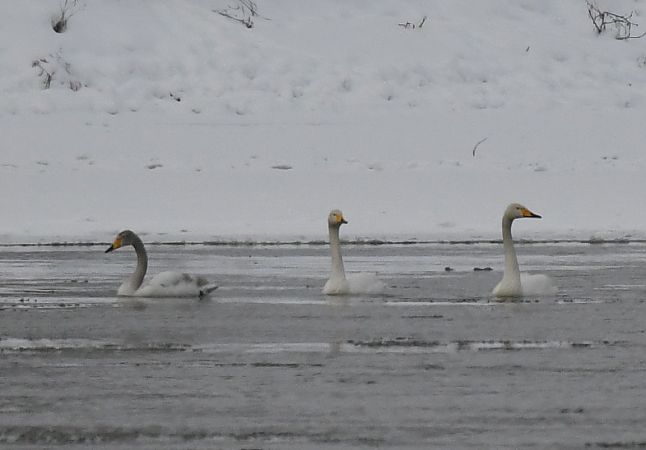 łabędź krzykliwy  - Maciej Zengel