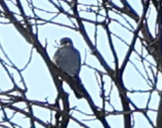 drzemlik  - Marcin Bohr