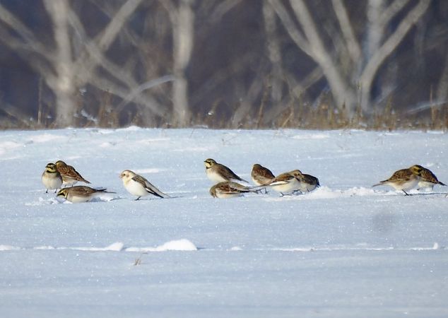 śnieguła  - Magdalena Traciłowska