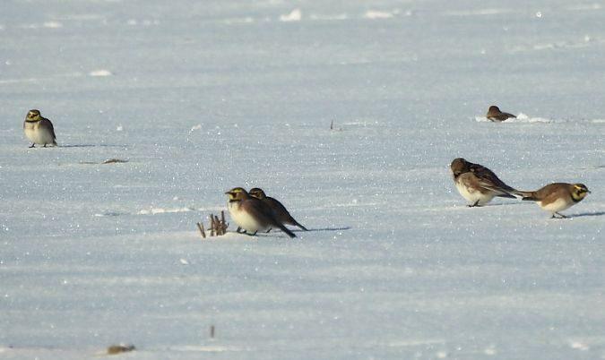 górniczek  - Magdalena Traciłowska