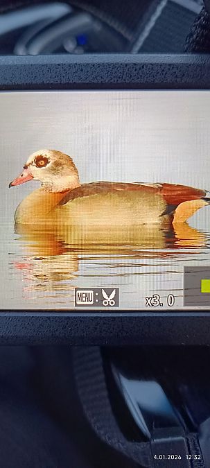 gęsiówka egipska  - Jacek Wojdat