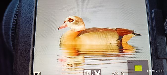 gęsiówka egipska  - Jacek Wojdat