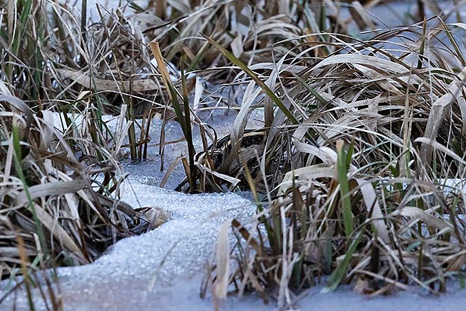 Zwergschnepfe  - Marcin Karetta