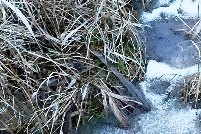 Bécassine sourde  - Marcin Karetta