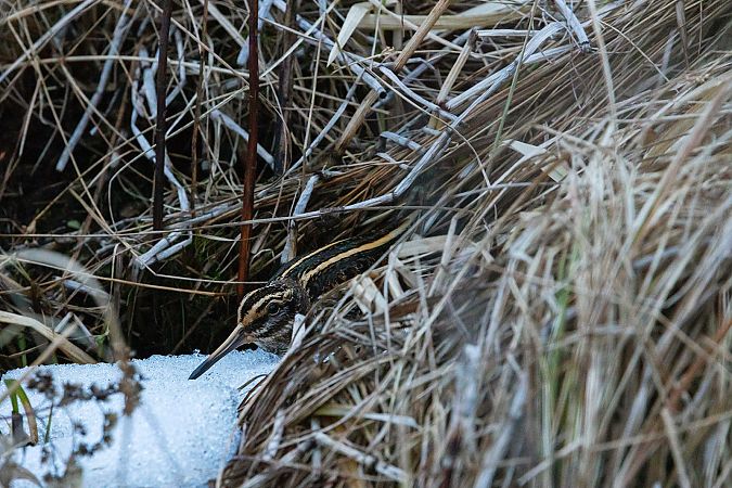 Bécassine sourde  - Marcin Karetta