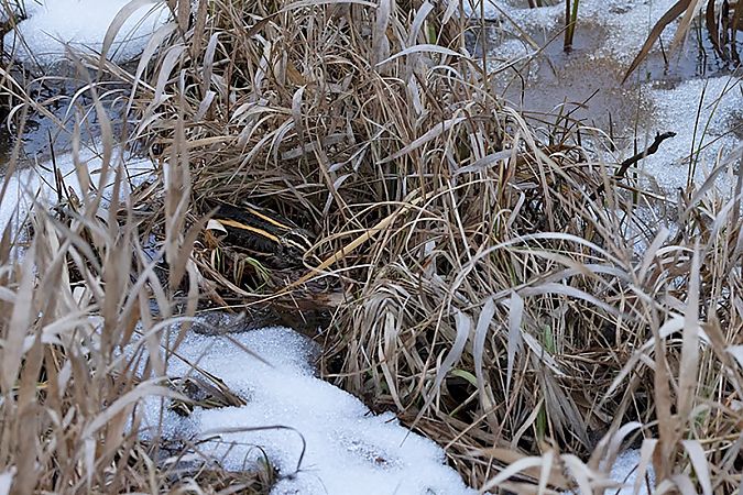 Bécassine sourde  - Marcin Karetta