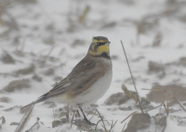 górniczek  - Robert Wakulski