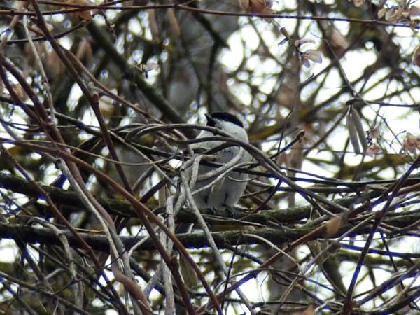sikora uboga  - Andrzej Tarasiuk