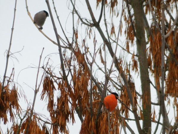 gil  - Andrzej Tarasiuk