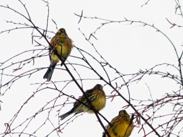 trznadel  - Andrzej Tarasiuk