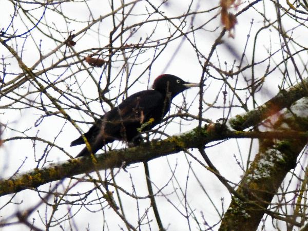 dzięcioł czarny  - Andrzej Tarasiuk