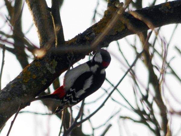 dzięcioł duży  - Andrzej Tarasiuk