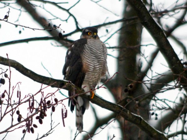 krogulec  - Andrzej Tarasiuk