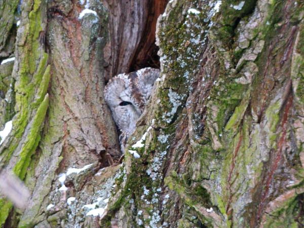 puszczyk  - Andrzej Tarasiuk