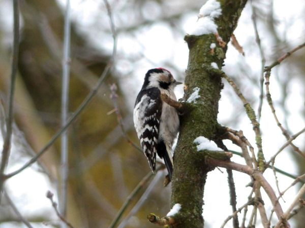 dzięciołek  - Andrzej Tarasiuk