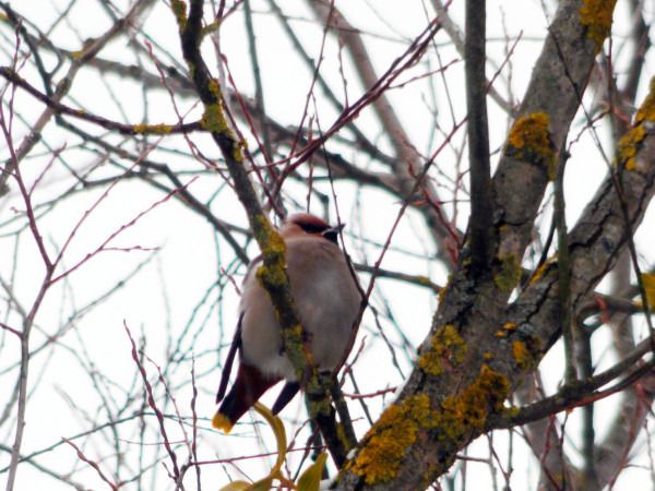 Seidenschwanz  - Andrzej Tarasiuk