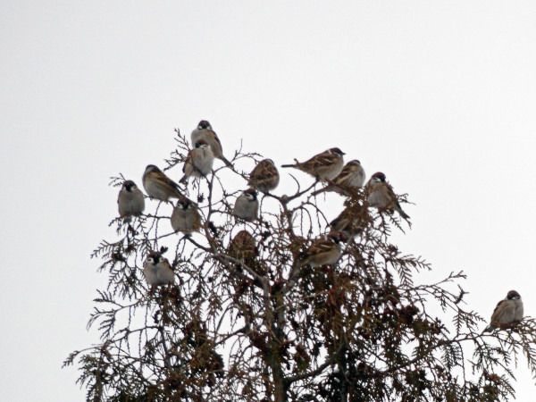 mazurek  - Andrzej Tarasiuk