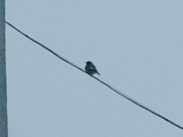 kopciuszek  - Andrzej Tarasiuk