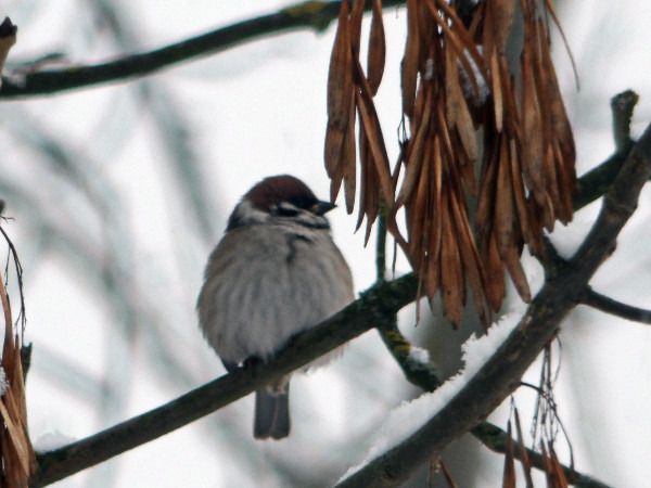 mazurek  - Andrzej Tarasiuk