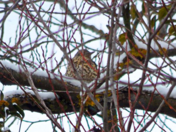 paszkot  - Andrzej Tarasiuk
