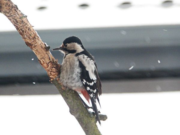 Syrian Woodpecker  - Andrzej Tarasiuk