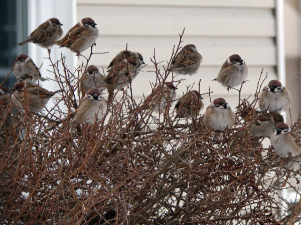 mazurek  - Andrzej Tarasiuk