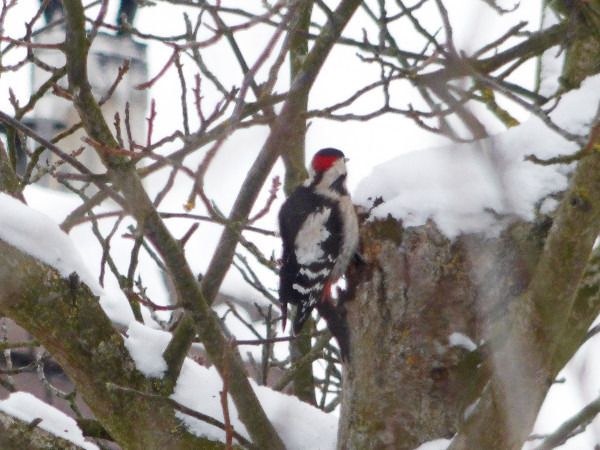 Blutspecht  - Andrzej Tarasiuk