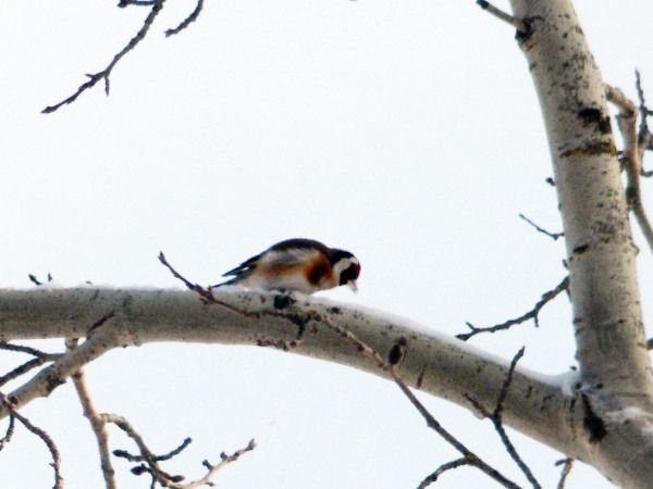 szczygieł  - Andrzej Tarasiuk