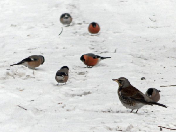 kwiczoł  - Andrzej Tarasiuk